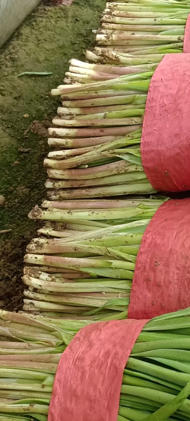 莱州红根韭菜开始上市！