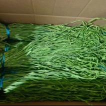 《贡菜干》云南优质精品贡菜干/厂家直发/品质保证/接受