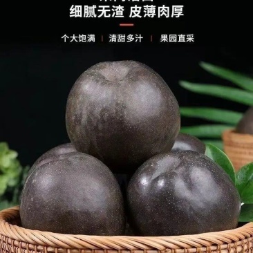 藏乌梨大量有货