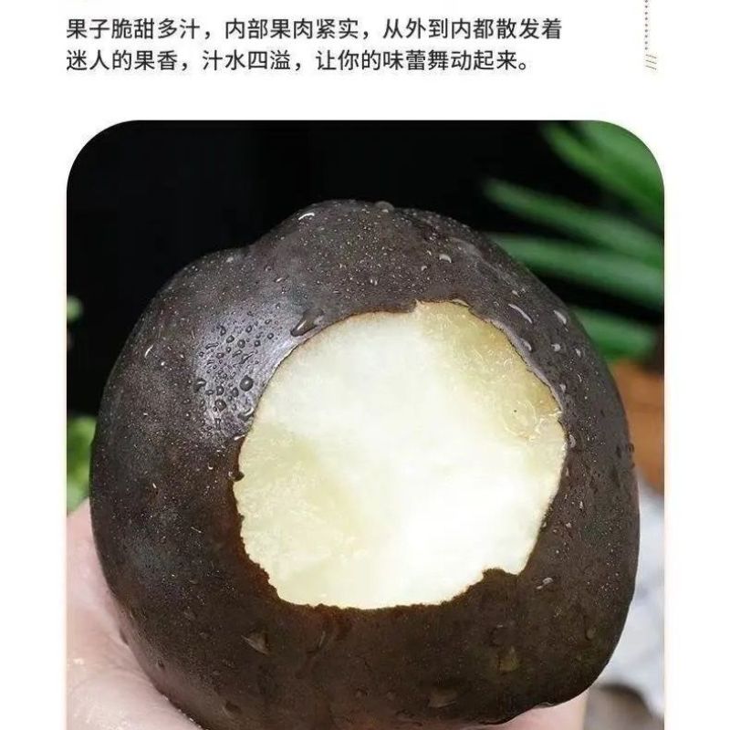 藏乌梨大量有货