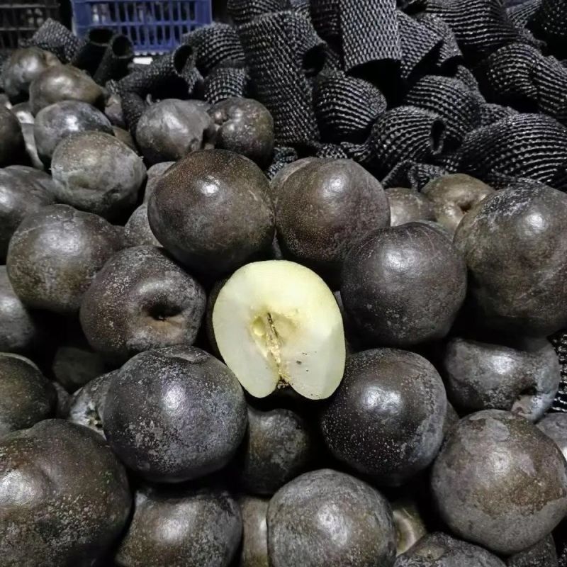 藏乌梨大量有货