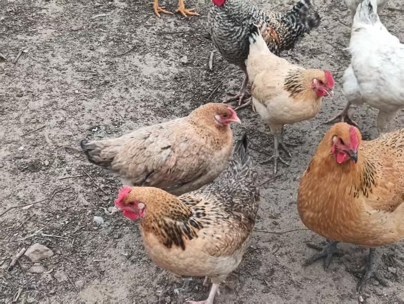 河南花柴