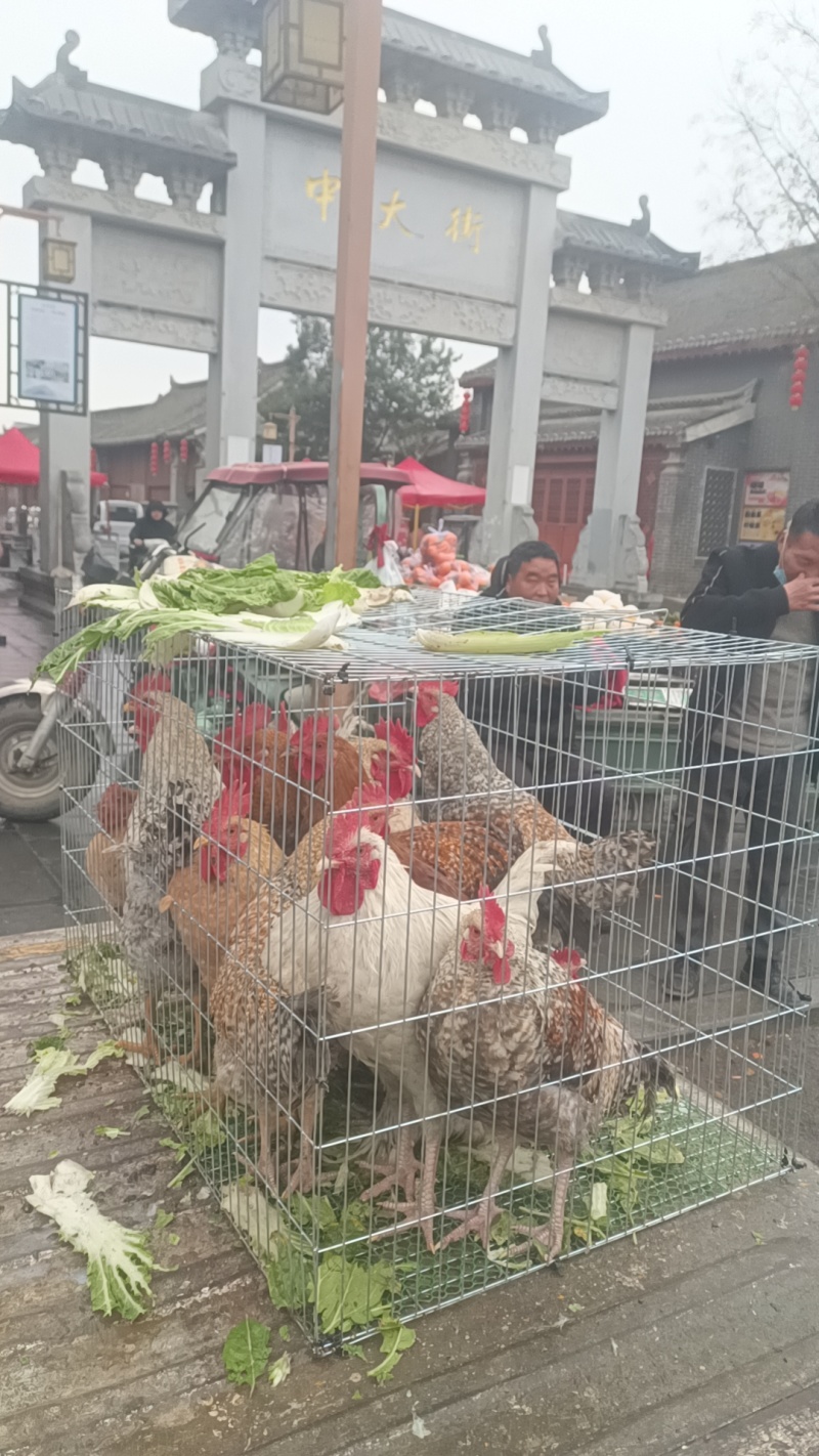 河南花柴