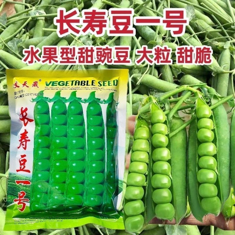 大颗粒豌豆种子籽粒饱满甜面白花硬荚抗寒耐旱抗病春秋青豆种