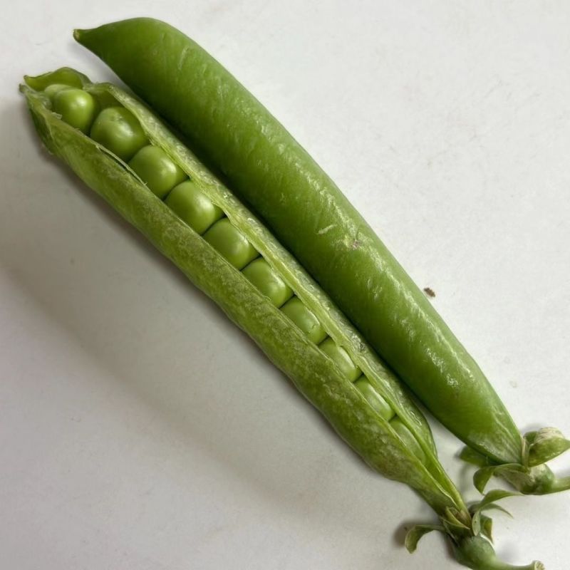 大颗粒豌豆种子籽粒饱满甜面白花硬荚抗寒耐旱抗病春秋青豆种