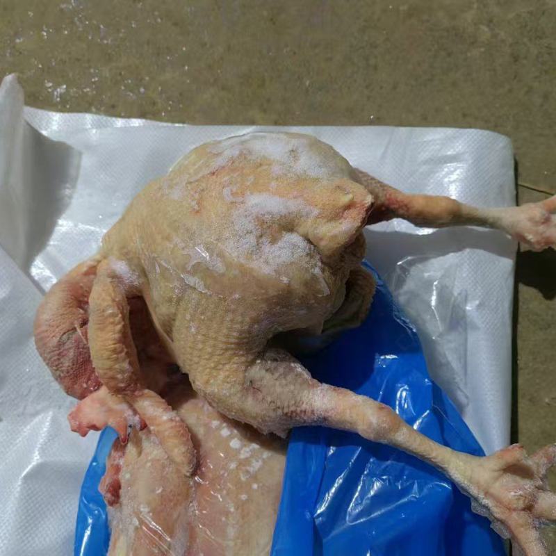 种母鸡