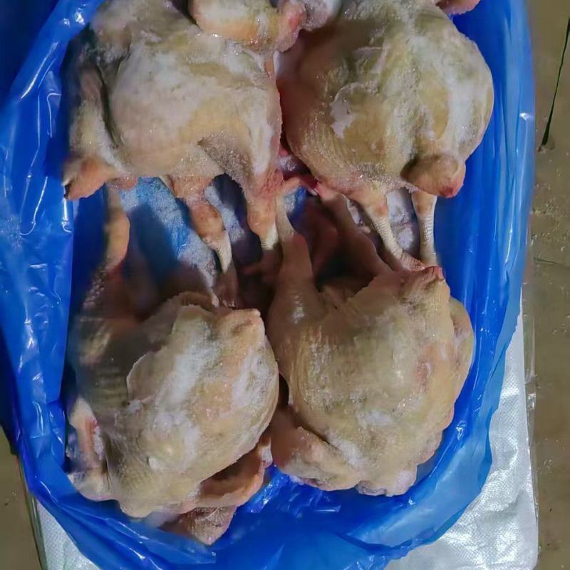 种母鸡白条