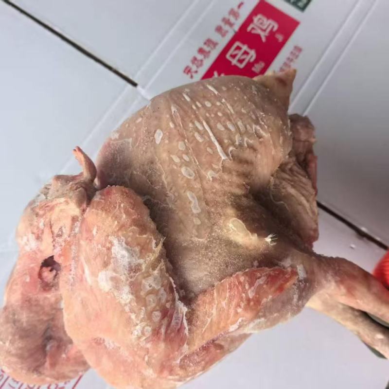 种母鸡