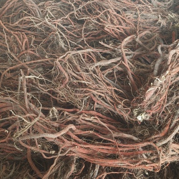 山东沂蒙山区紫花丹参
