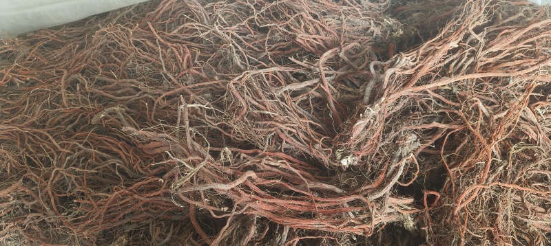山东沂蒙山区紫花丹参