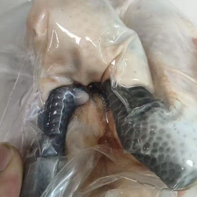 真空笨鸡