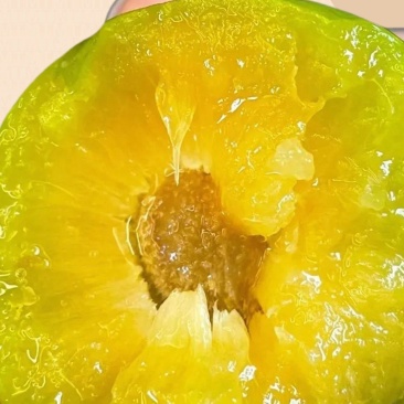 蜂糖李子苗