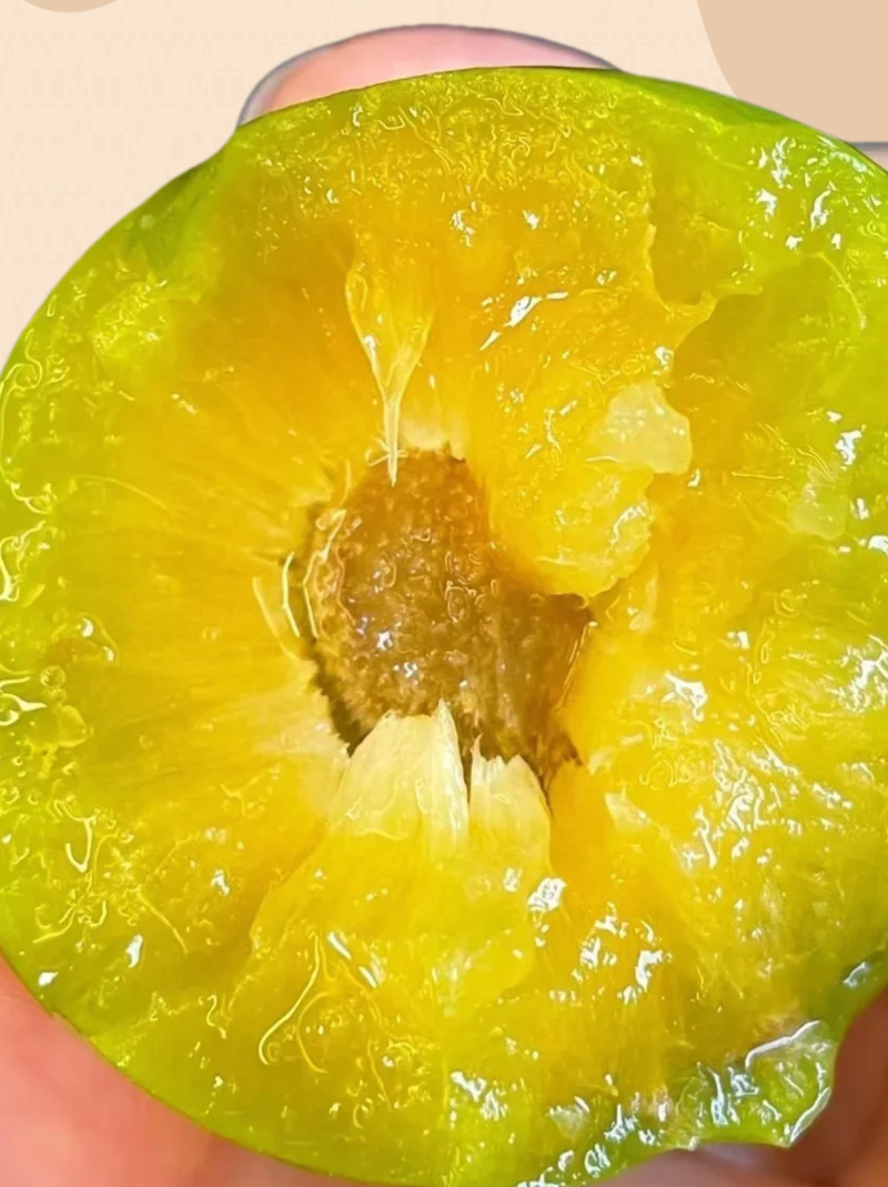 蜂糖李子苗