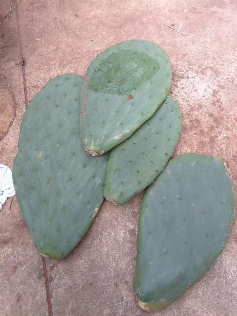仙人掌叶片/大量有货/品质保证/货品充足/叶片/