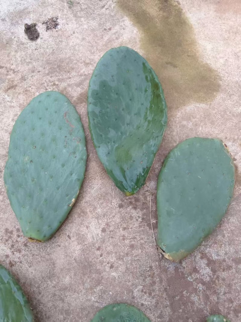 仙人掌叶片/大量有货/品质保证/货品充足/叶片/