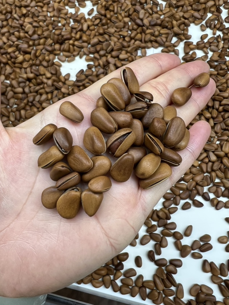 东北开口红松子电商货大量现货供应