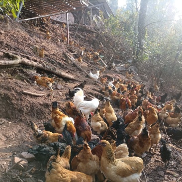 零售土鸡