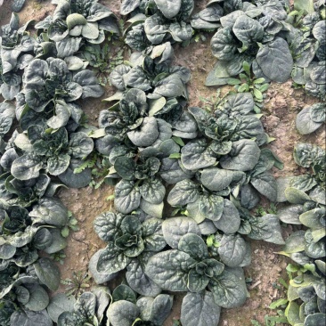 趴地菠菜种植基地诶杆圆叶趴地菠菜欢迎各大电商档口市场