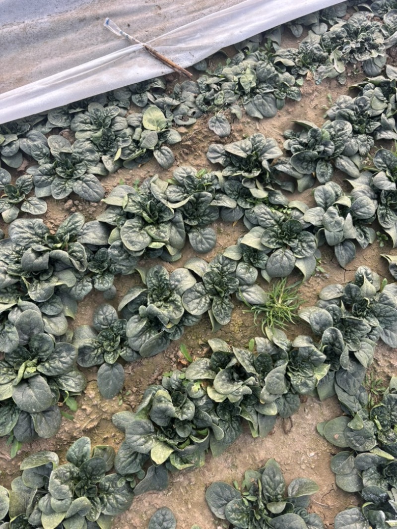 趴地菠菜