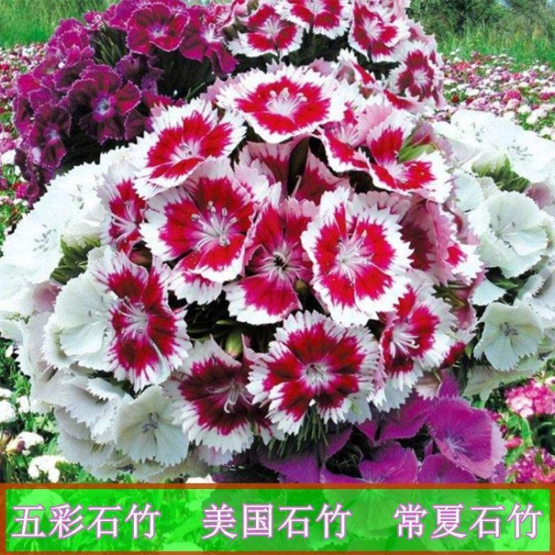 五彩石竹种子科多年生草本植物