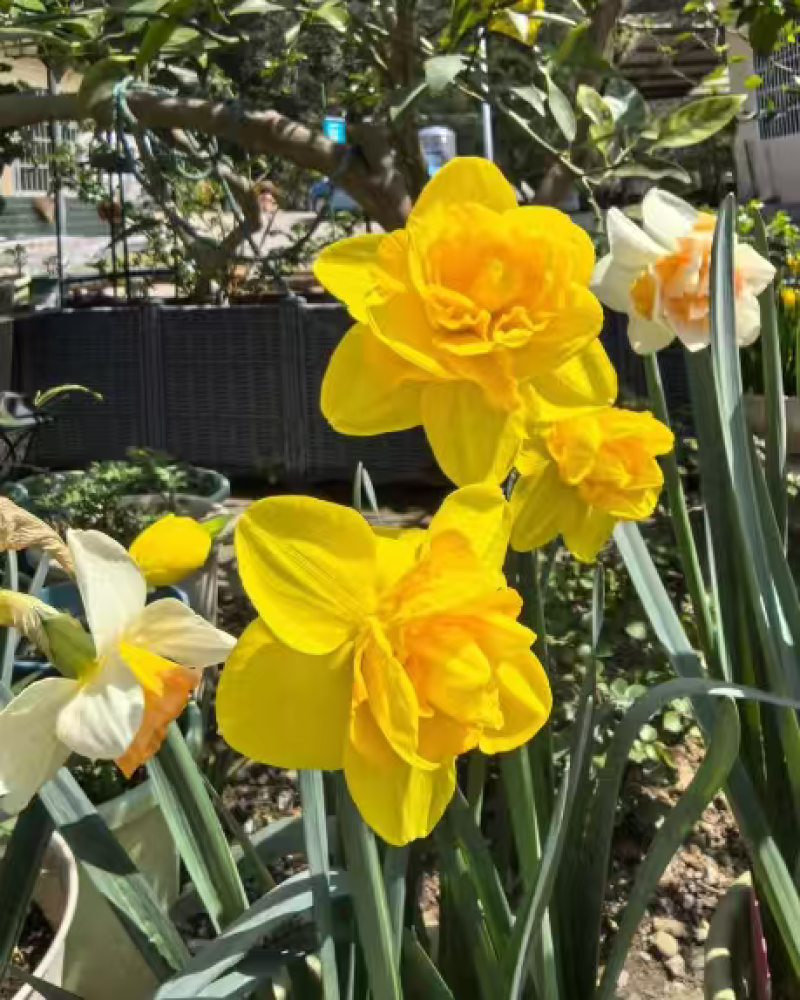 进口水仙花种球洋水仙花种球水仙花种球水培土培重瓣水仙