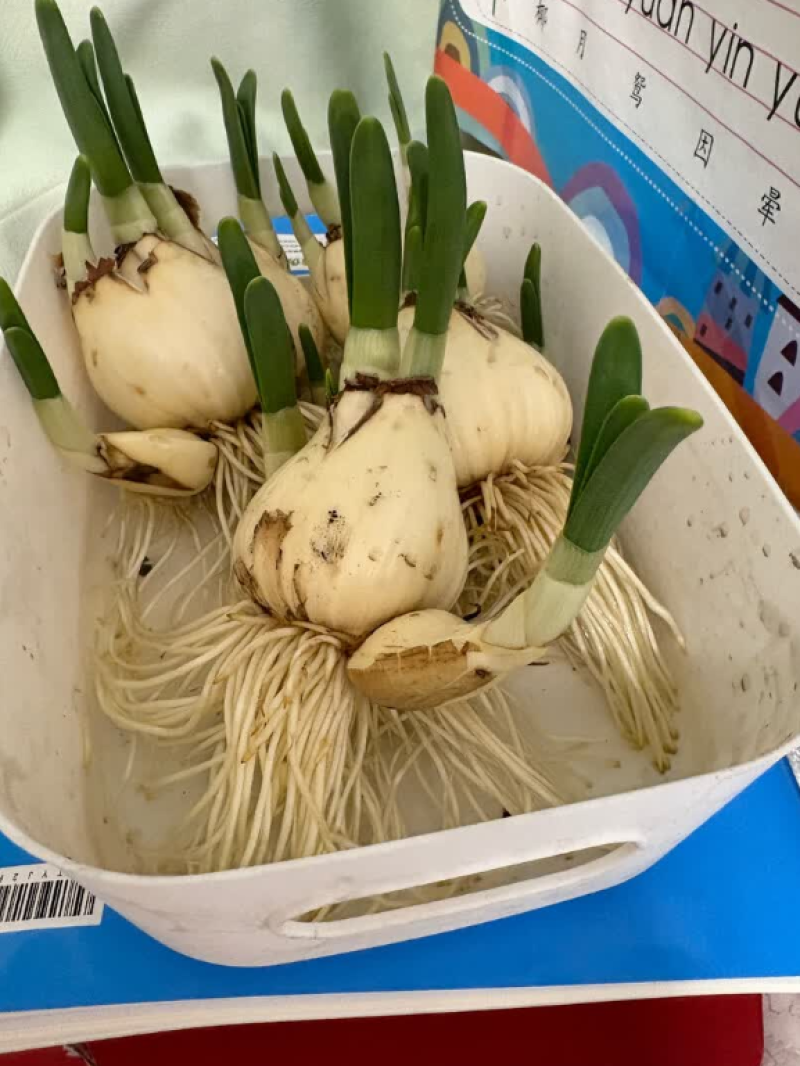 进口水仙花种球洋水仙花种球水仙花种球水培土培重瓣水仙