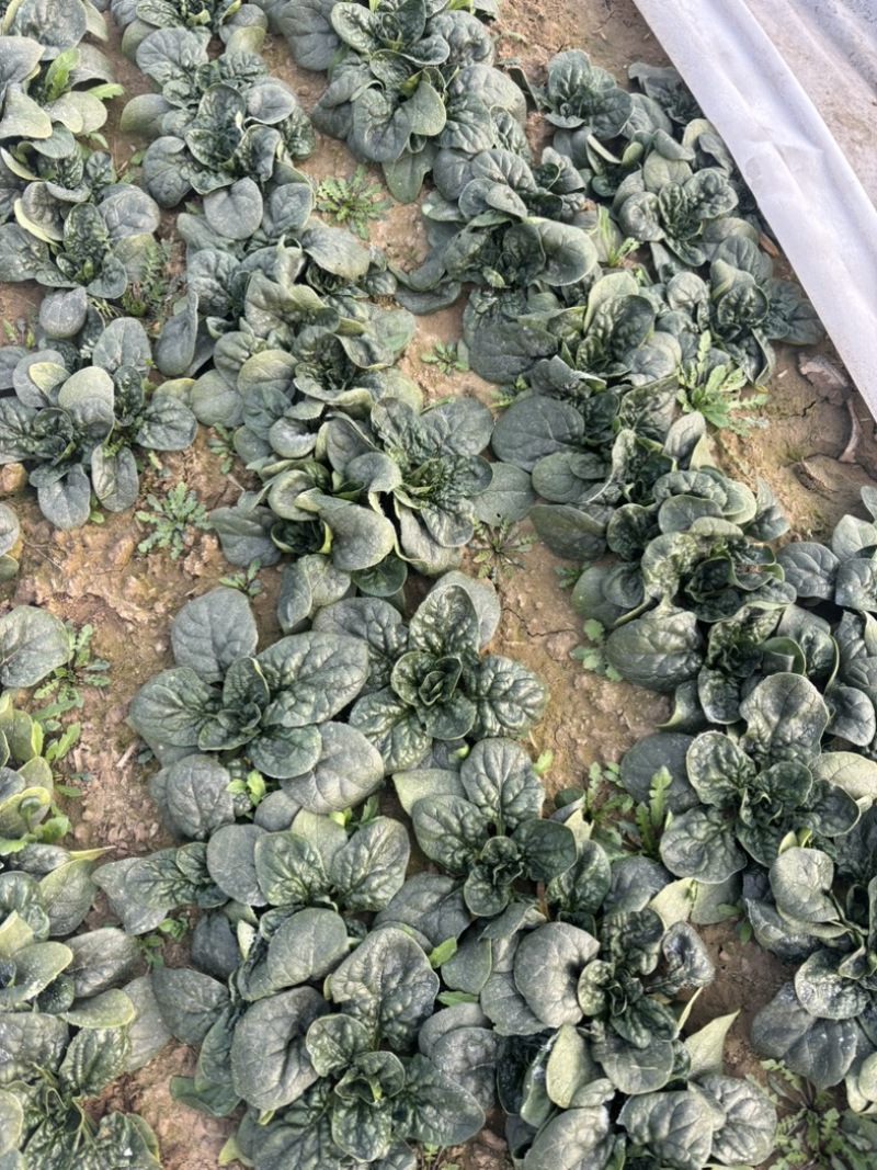 趴地菠菜个头均匀颜色好看口感鲜美
