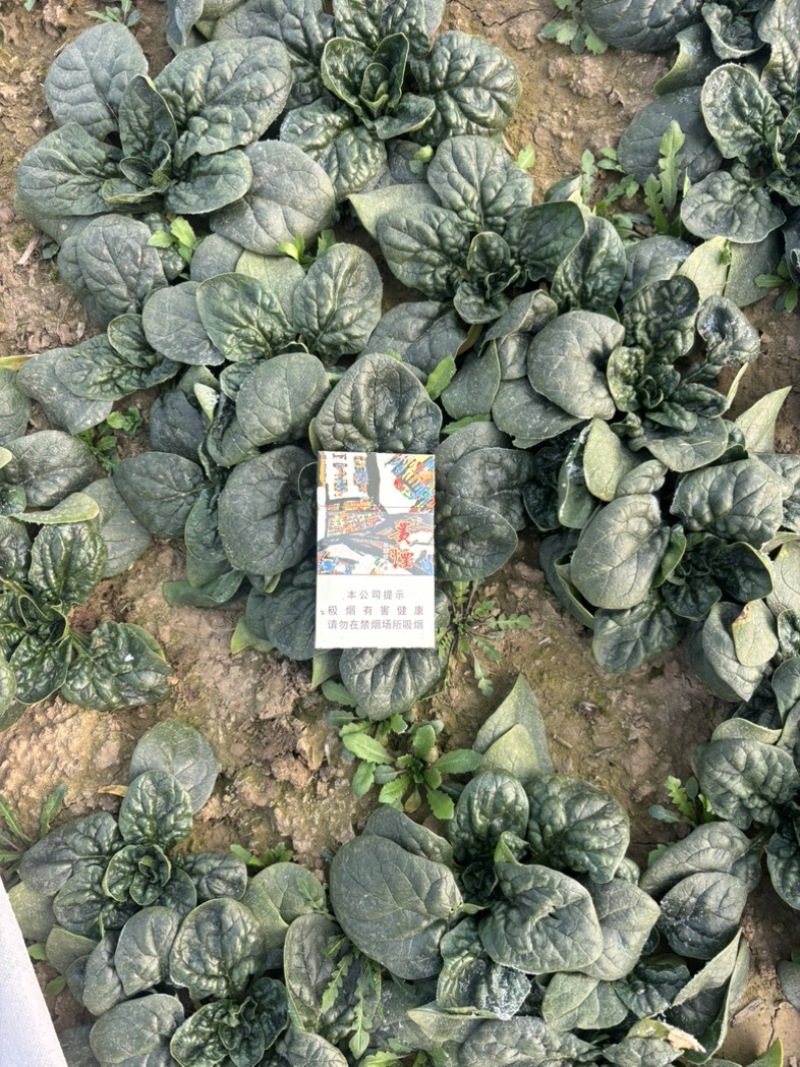 趴地菠菜个头均匀颜色好看口感鲜美
