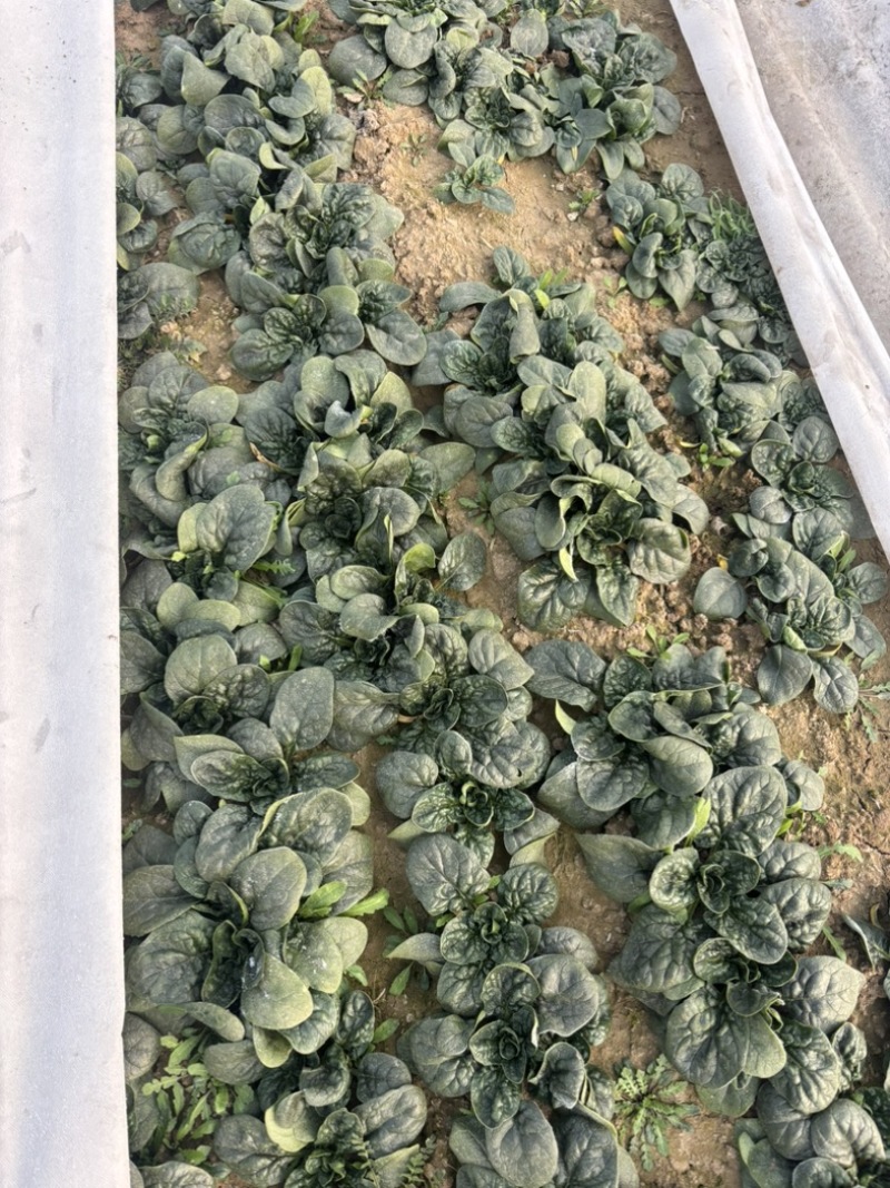 趴地菠菜个头均匀颜色好看口感鲜美