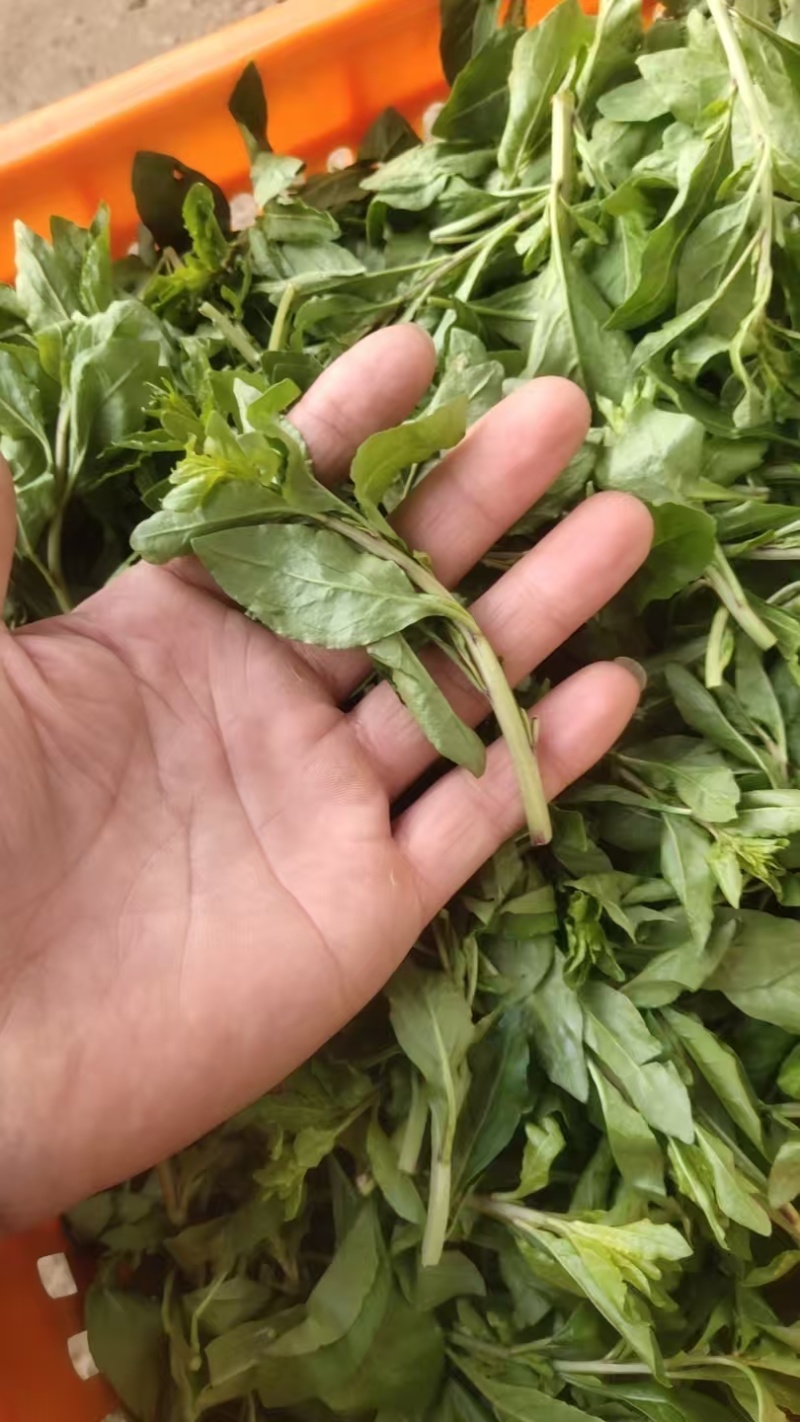 蔬菜，枸杞芽