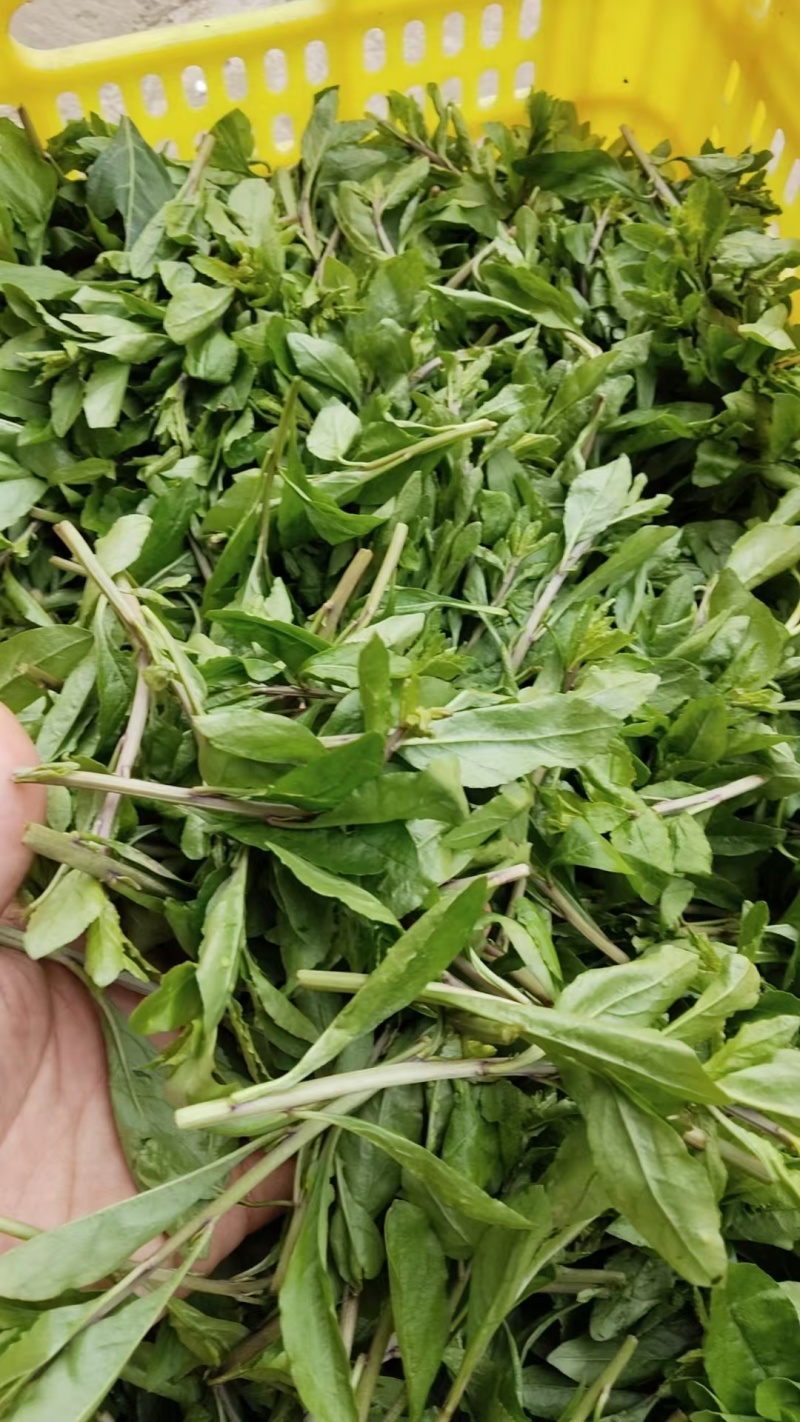 蔬菜，枸杞芽