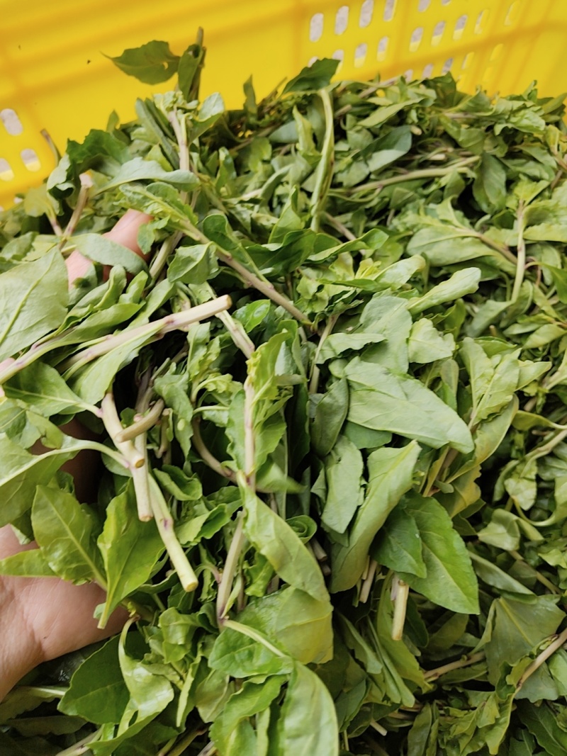蔬菜，枸杞芽