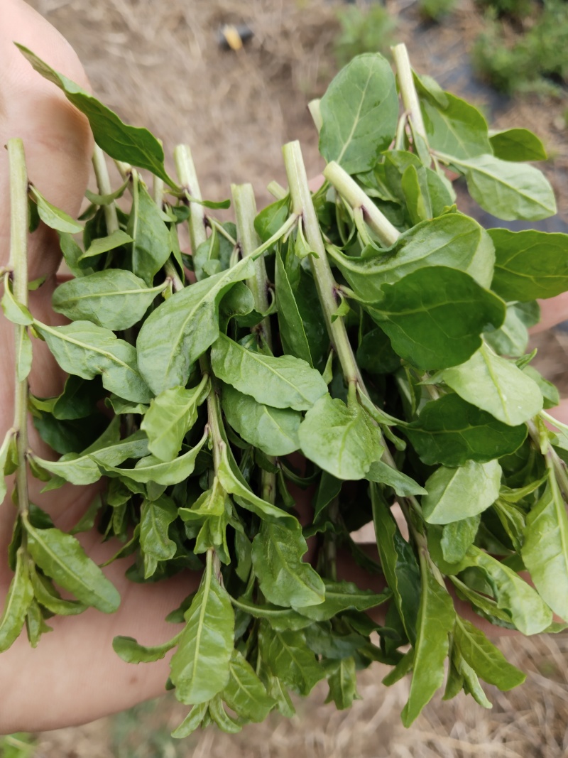 蔬菜，枸杞芽