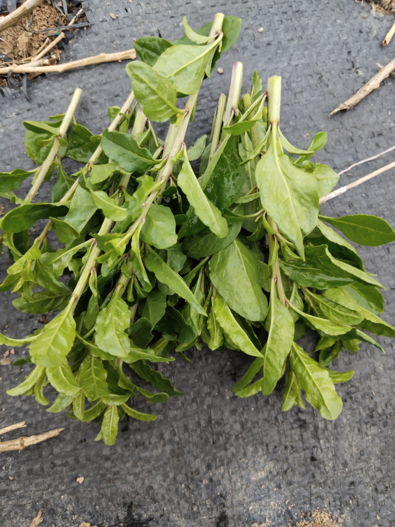 蔬菜，枸杞芽