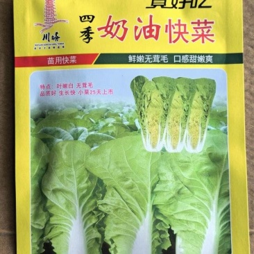 白菜种子四季奶油快菜耐寒耐热鲜嫩无茸毛口感甜嫩爽口