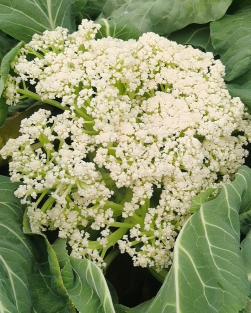 有机花菜