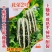 花荣2号甜瓜种子大红瓤花皮棒状干瓤绿肉花皮甜瓜种籽超甜香