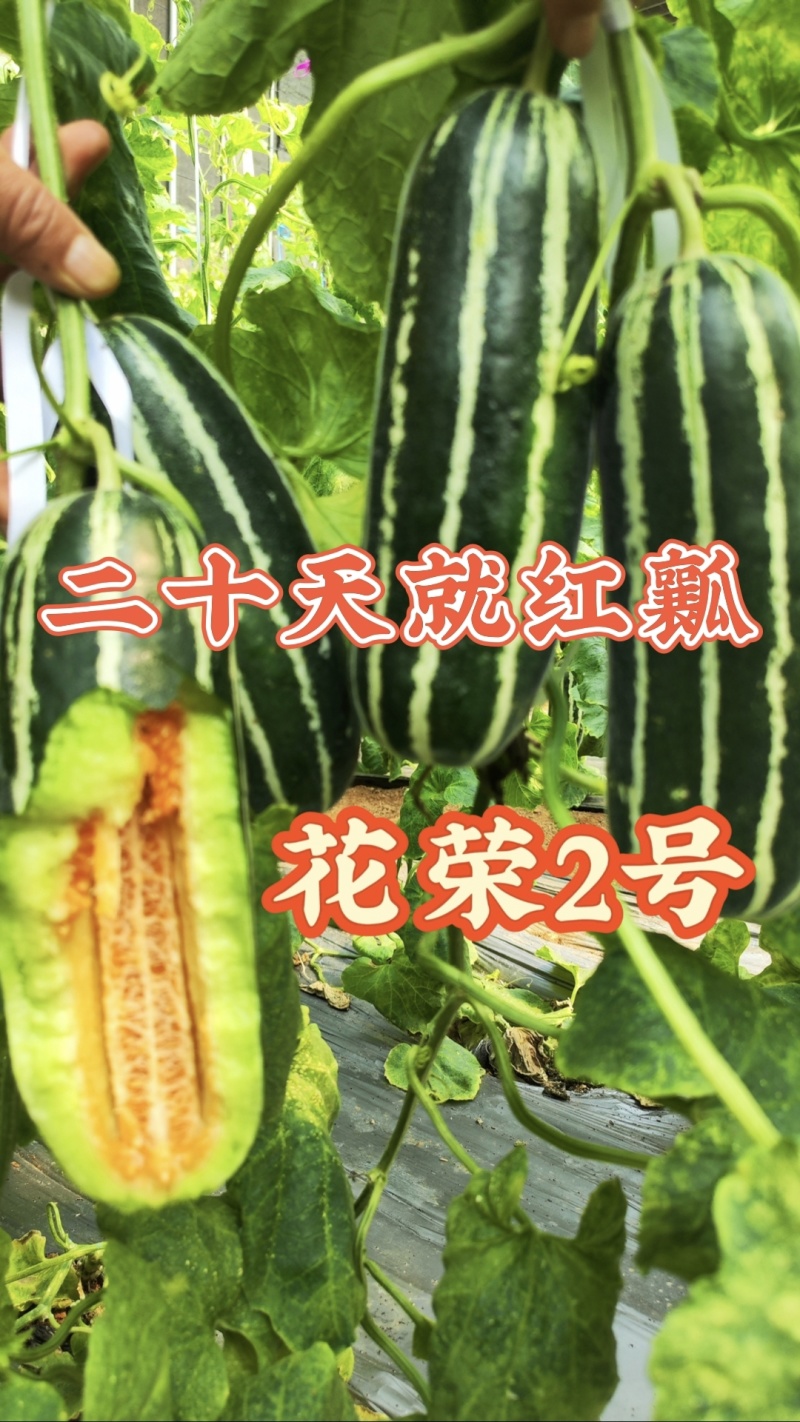 花荣2号甜瓜种子大红瓤花皮棒状干瓤绿肉花皮甜瓜种籽超甜香