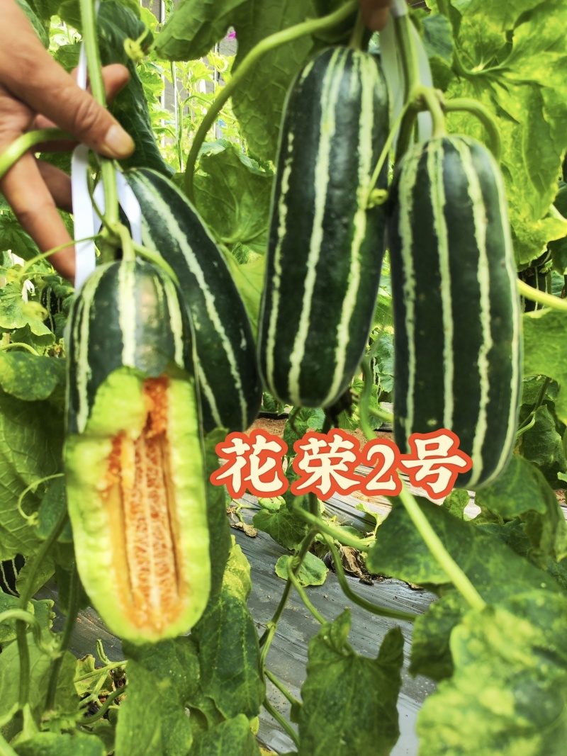 花荣2号甜瓜种子大红瓤花皮棒状干瓤绿肉花皮甜瓜种籽超甜香