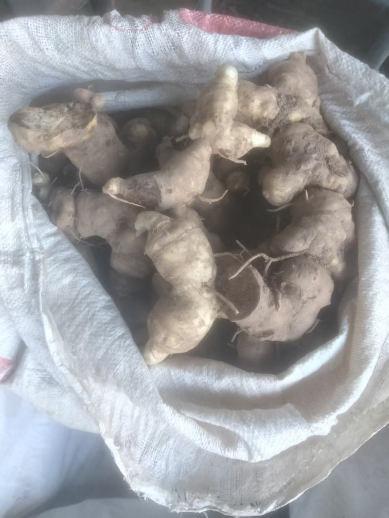野生黄精中大个