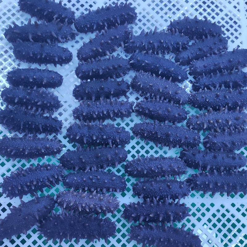 半干海参辽刺参，***，活参加工第一道，滋补美味