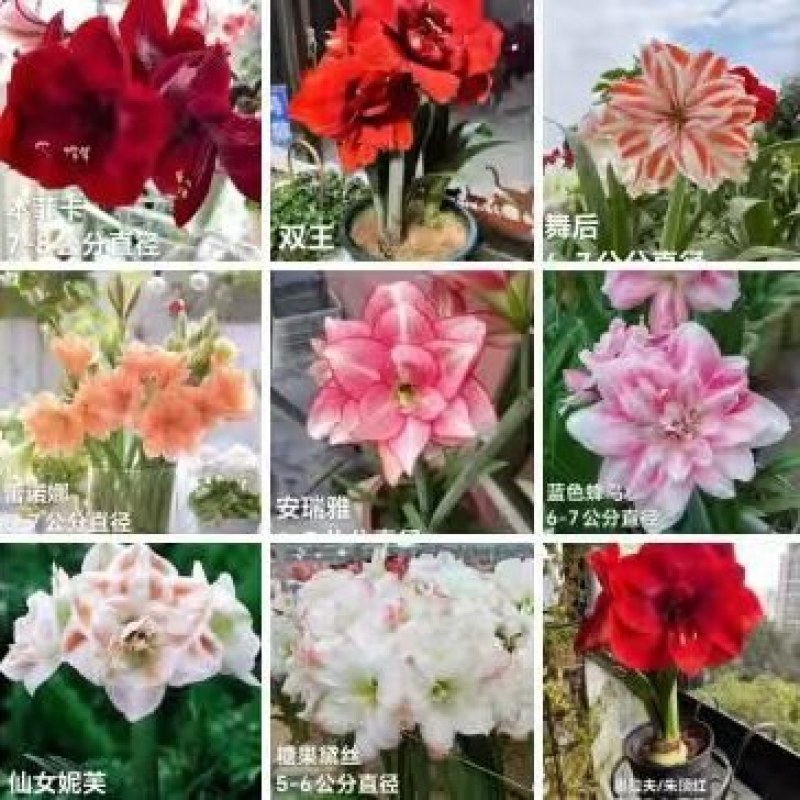 朱顶红种球四季大土朱单瓣重瓣可选盆栽花卉室内外阳台庭院多