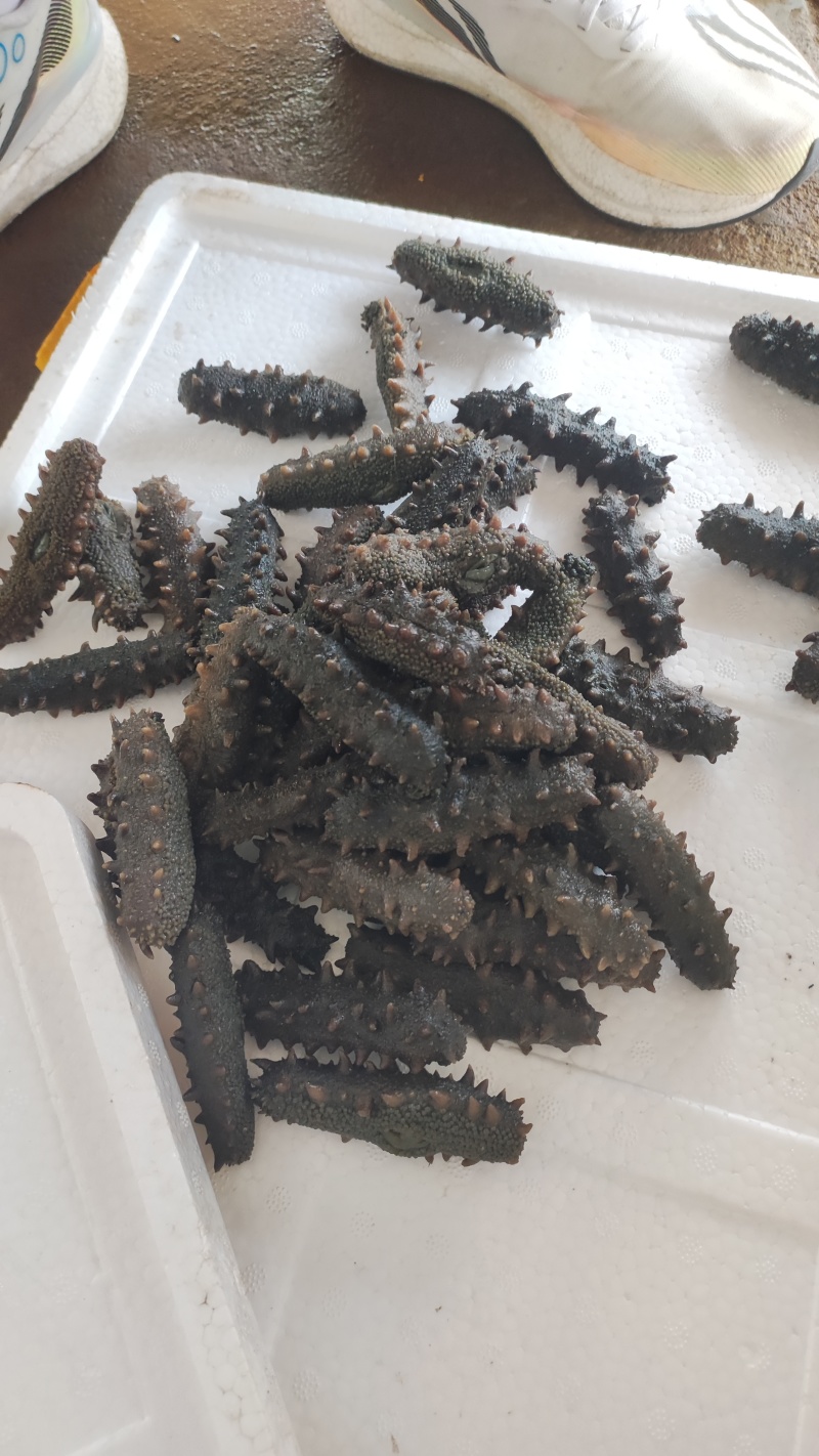 半干海参辽刺参，***，活参加工第一道，滋补美味
