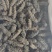 半干海参辽刺参，***，活参加工第一道，滋补美味
