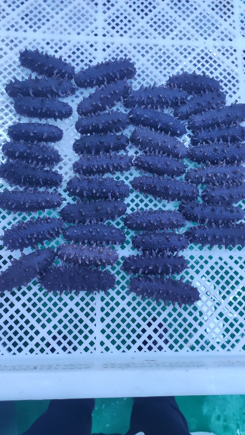 半干海参辽刺参，***，活参加工第一道，滋补美味