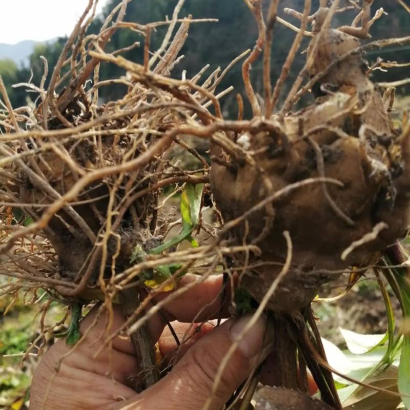 精品白术苗，产地直发，量大从优，欢迎采购。