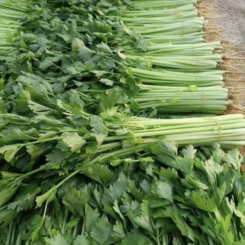 芹菜大量有货基地直供品质优新鲜可视频看货热卖中！