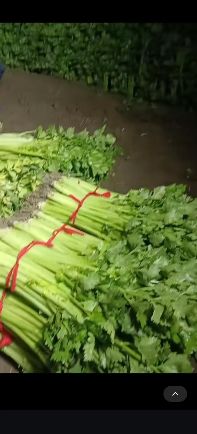 芹菜大量有货基地直供品质优新鲜可视频看货热卖中！