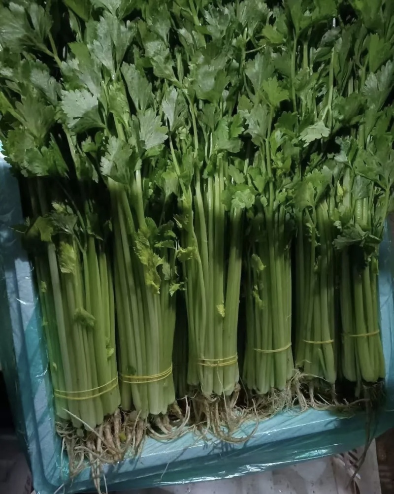 芹菜大量有货基地直供品质优新鲜可视频看货热卖中！