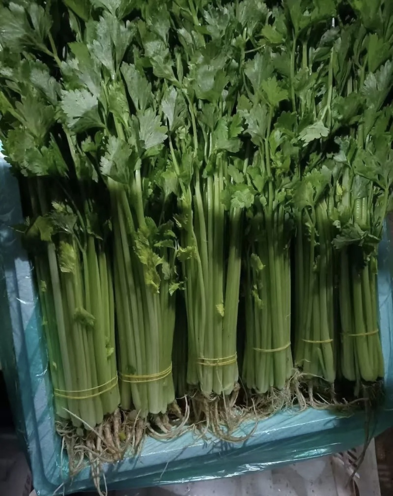 芹菜大量有货基地直供品质优新鲜可视频看货热卖中！
